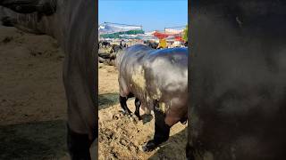 Murrah Bull 🐂🐂🐂 cow bannibuffalo murrabuffalo animals [upl. by Galvan]