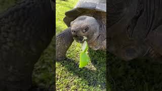 Lovely tortoise eats apple 🍎🐢🍉 littleturtle turtle asmr turtoise animals cute shorts song [upl. by Lledra67]