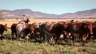 Shorthorn Beef  Andrew Campbell TVC [upl. by Mic637]