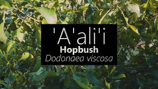 ʻAʻaliʻi Hopbush Dodonaea viscosa [upl. by Mullen421]