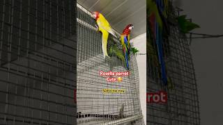 Rosella bird parrot birds rosellaparrot cute sorts youtubeshorts [upl. by Aciraj]