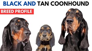 Black and Tan Coonhound Breed Profile History Price Traits  Black and Tan Coonhound Grooming Needs [upl. by Higgs]