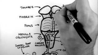 Spinal Pathways 2  Dorsal Column  Medial Lemniscus Pathway [upl. by Oicnanev]