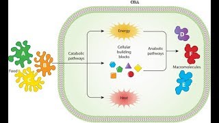 Metabolism Anabolism and Catabolism [upl. by Rafaelle]