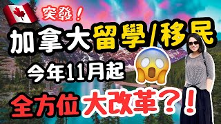 突發‼️ 你準備好11月起加拿大🇨🇦留學移民的新政策了嗎⁉️政策竟然存在這樣的漏洞⁉️😰 移民加拿大 加拿大留學 [upl. by Aleac]