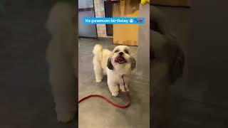 Birthday grooming of shih tzu  shih tzu stylish haircut shorts zotails [upl. by Relyks]