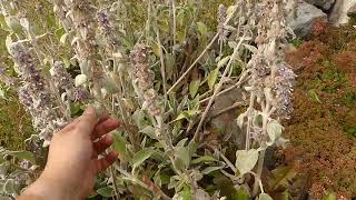 Tas de pierres pour la biodiversité dans un jardin naturel [upl. by Jedthus]