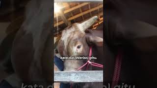 Sapi Qurban Irfan Hakim yang Legowo amp Terima Nasib Wariso [upl. by Rema]