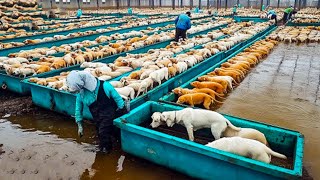 Dog Farm  China Raises 12 Million Dogs to Export Meat Every Year  Agriculture Farming [upl. by Audette]