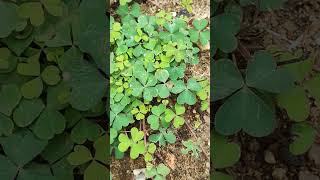 Oxalis plants trending shorts yshortsincreses population day by daypls like ampsubscribe 🙏🙏 [upl. by Buehrer727]