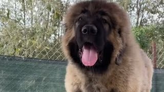 Champion Caucasian shepherd Pup⚡ [upl. by Geller]