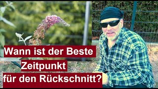 Wann Sommerflieder richtig schneiden Schmetterlingsflieder zurückschneiden Frühjahr Rückschnitt [upl. by Ahsiekal]