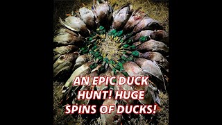 Epic Dry Field Duck Hunt Huge Spins of Ducks [upl. by Macnamara]