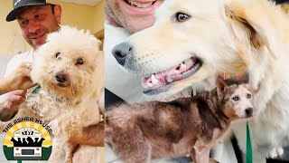 Rescuing an old smelly guy a terrified pregnant pup and a sweet angel golden mix  The Asher House [upl. by Nah750]