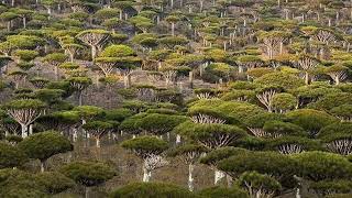 Socotra Island dragon blood tree Yemen 🇾🇪 예멘 소코트라 섬 용혈나무 오늘도 멋진하루항복한 하루 만드시길 [upl. by Ahsemit510]