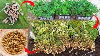 How to Grow Peanuts at Home  How to grow Peanuts at home with many tubers and high yield [upl. by Eannyl]