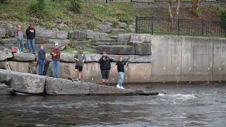 Salmon jumped at Salmon River Pulaski NY Salmon Run 2024 [upl. by Annahsad562]