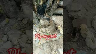 😈😈😈MY CHICKEN FAMILY😈😈😈aseelattitude shortvideos powerfull viralvideos chicks cute chicken [upl. by Bakerman]