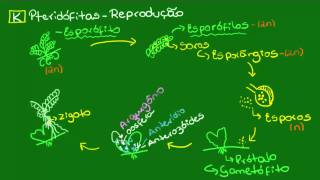 Reprodução das Pteridófitas  Fecundação e desenvolvimento do esporófito [upl. by Dnumde]