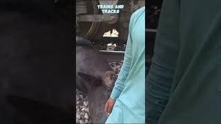 Live Big Buffalo stuck under wheels of train after hitting live buffalo train shorts yt [upl. by Drice]