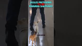 JIGGLES THE MINI MANAWA SHEPHARD jiggles dogobedience funny [upl. by Devitt566]