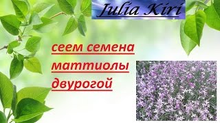 Сеем маттиолу двурогую Sow matthiola bicorn [upl. by Yra]