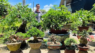 Văn An 29 0774816331 nhiều lựa chọn Bonsai ĐẸP để bàn dễ chơi  chào bán cây cảnh [upl. by Eirrod569]