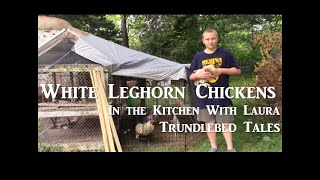 Leghorn Chickens In the Kitchen With Laura [upl. by Wye481]