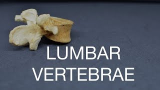 LUMBAR VERTEBRAE [upl. by Ollayos]