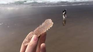 Pyrosomes on the Oregon Coast [upl. by Atteuqehs]