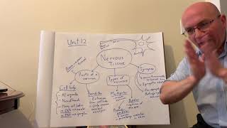 Unit 12 Nervous Tissue Lecture [upl. by Dudley]