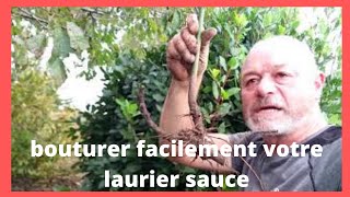 Comment bouturer notre Laurier [upl. by Diantha]