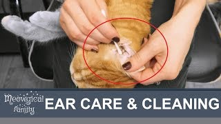 😻 Easy Ear mites How to clean cats ears [upl. by Niabi]