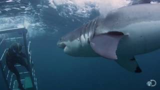 18Foot Shark Attacks Cage  Great White Serial Killer [upl. by Athey]