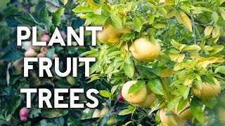 How to plant a lemon tree or any fruit tree [upl. by Bronnie76]