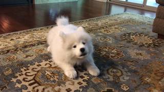 Samoyed puppy practicing her bark [upl. by Jaquiss518]