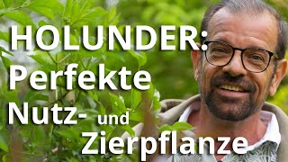 Holunder Die perfekte Nutz und Zierpflanze mit vielen Gesichtern [upl. by Norramic772]