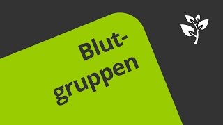 Wie werden die Blutgruppen AB0 und der Rhesusfaktor vererbt  Biologie  Genetik [upl. by Aig]