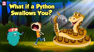 What If a Python Swallows You  How do Pythons Digest their Food  The Dr Binocs Show [upl. by Bobby]