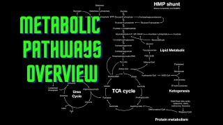 USMLE Step 1  Lesson 54  Metabolic Pathways Overview [upl. by Onibag]