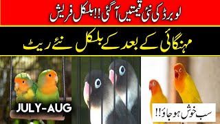 love bird latest prices  Love bird price in pakistan 2023  Love birds prices in 2023 [upl. by Maccarone]