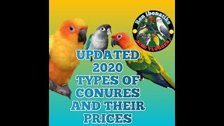 TYPES OF CONURE WITH UPDATED PROPOSAL PRICELIST [upl. by Lorelle342]