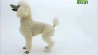 Dogs 101  Poodle [upl. by Kemme297]