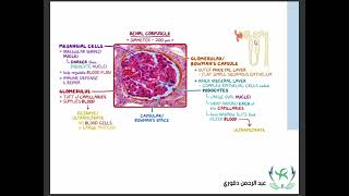 Urinary System  Histology [upl. by Champagne615]