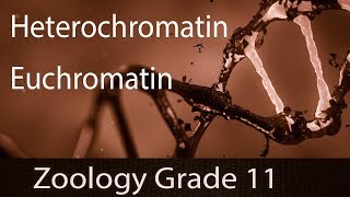 Interphase Of Chromatin  Heterochromatin amp Euchromatin  DNA Double Helix  Metaphase Chromosomes [upl. by Scot]