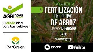 Fertilización exitosa en cultivo de arroz [upl. by Elise]