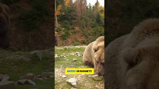 Grizzly vs Kodiak The Ultimate Bear Showdown [upl. by Nosro]