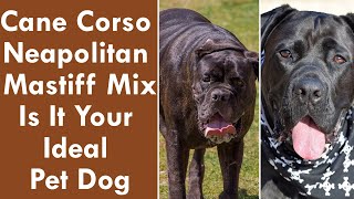 Cane Corso Neapolitan Mastiff Mix Is It Your Ideal Pet Dog [upl. by Eciram]