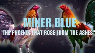 MINER BLUE GAMEFOWL BLOODLINE Fighting Style and History [upl. by Heddy]