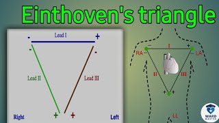 Einthovens Triangle  Electrocardiography ECG  ECG in Sinhala [upl. by Delcine]